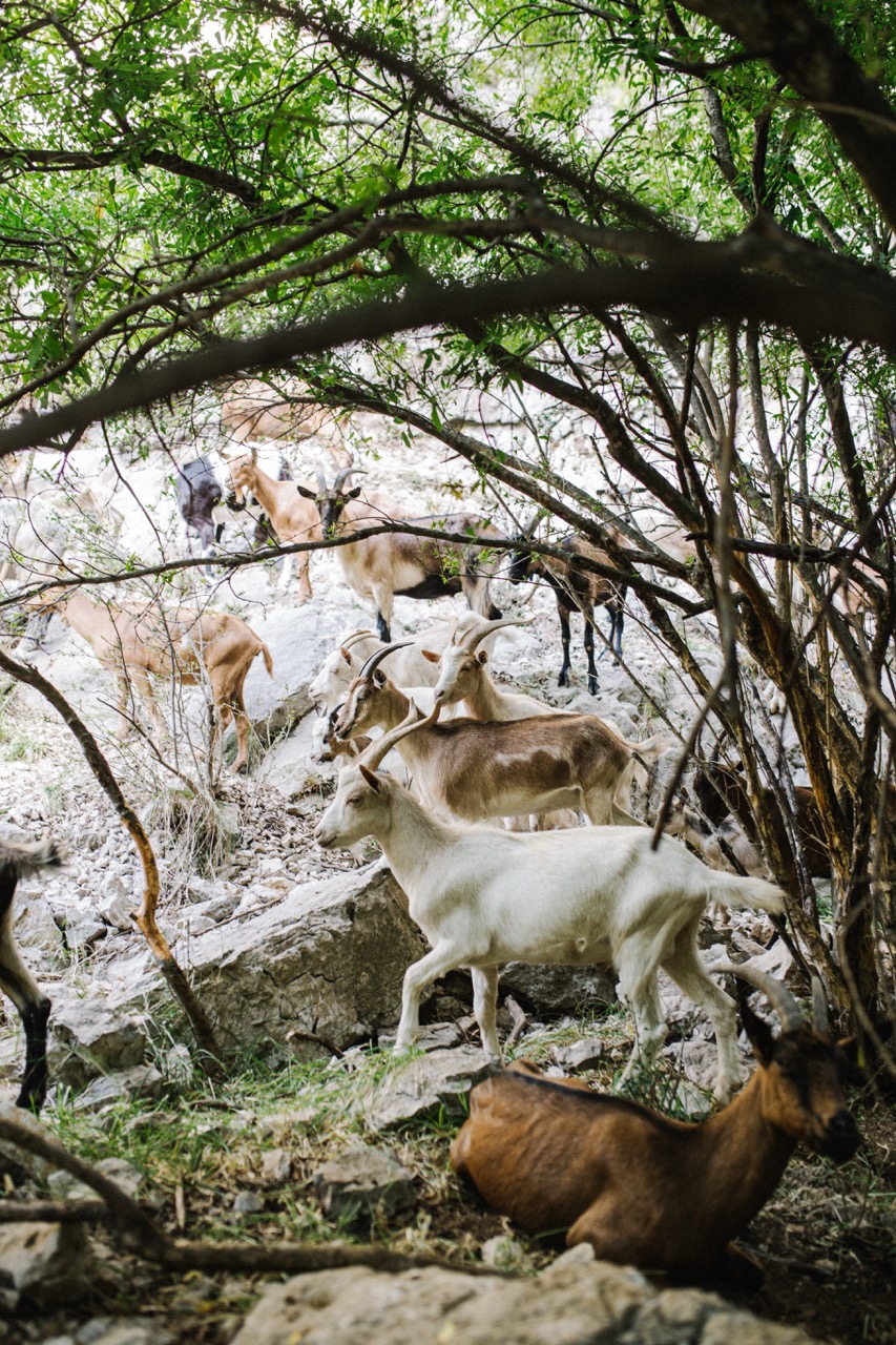a group of goats standing and resting on rocky terrain under green trees